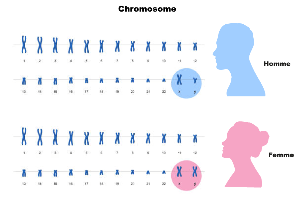 chromosome