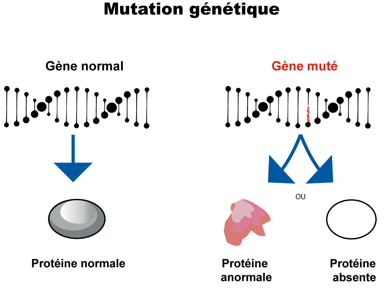 mutation-genetique