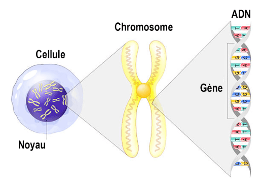 transmission-genetique