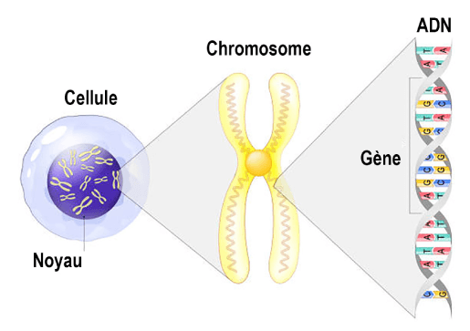 trans-géné-copie transmission-genetique