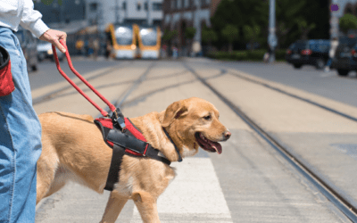 Le Chien d’assistance